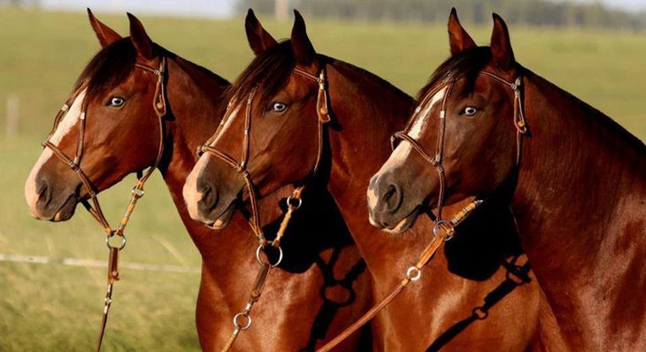 En Argentina no hay animales editados aprobados para consumo comercial. Pero se han creado los primeros caballos editados genéticamente del mundo para mejorar su velocidad. En Argentina no hay animales editados aprobados para consumo comercial. Pero se han creado los primeros caballos editados genéticamente del mundo para mejorar su velocidad.