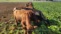 La remolacha como alimento animal ha sido utilizado en Europa durante siglos. 