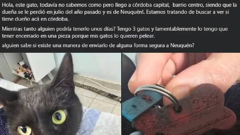 El posteo que hizo Javier, un cordobés, en las redes sociales y grupos de animales perdidos. Era Negrito, el gato neuquino perdido en julio de 2024. El posteo que hizo Javier, un cordobés, en las redes sociales y grupos de animales perdidos. Era Negrito, el gato neuquino perdido en julio de 2024.
