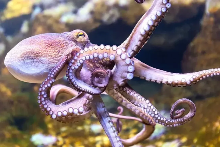 Granja cultivará pulpos para comercializar y los científicos están indignados