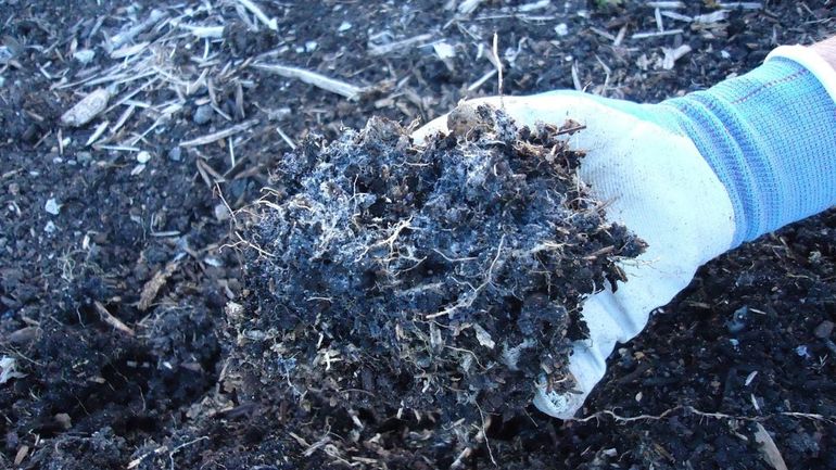 3 razones por las que la tierra de tus plantas se pone blanca: el significado de las manchas