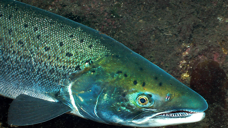 La Patagonia Norte concentra el 86,97% de la acuicultura argentina entre Neuquén y Río Negro.