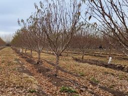 La provincia de Neuquén cuenta con 57 productores de frutos secos. La provincia de Neuquén cuenta con 57 productores de frutos secos.