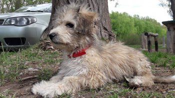 vecino cipoleno escribio una conmovedora carta para su perro perdido vecino cipoleno escribio una conmovedora carta para su perro perdido