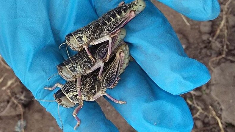 Tucura sapo: ¿Cómo es el insecto que pone en riesgo los cultivos? | LM Neuquen Tucura sapo: ¿Cómo es el insecto que pone en riesgo los cultivos?