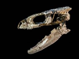 nuevo hallazgo paleontologico de relevancia para la ciencia en rio negro: convocan a la poblacion a conocerlo nuevo hallazgo paleontologico de relevancia para la ciencia en rio negro: convocan a la poblacion a conocerlo