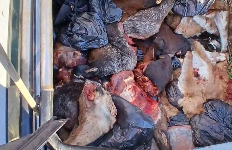 Detectaron una carga de carne ilegal de caballo, guanaco y ñandú camino a Trelew. Detectaron una carga de carne ilegal de caballo, guanaco y ñandú camino a Trelew.