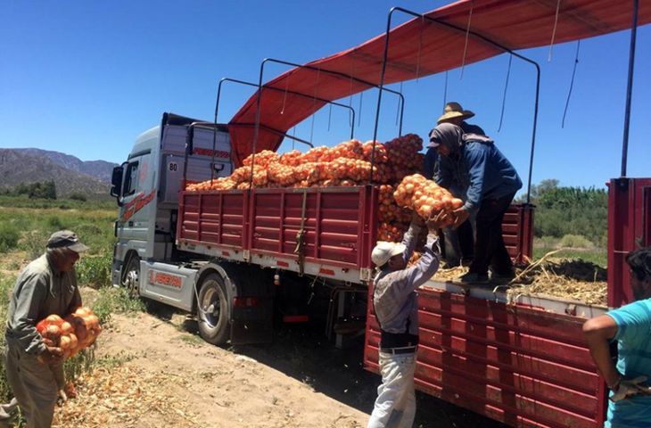 Cerca del 80% del total de la oferta exportable de cebollas tiene como destino final Brasil. Cerca del 80% del total de la oferta exportable de cebollas tiene como destino final Brasil.