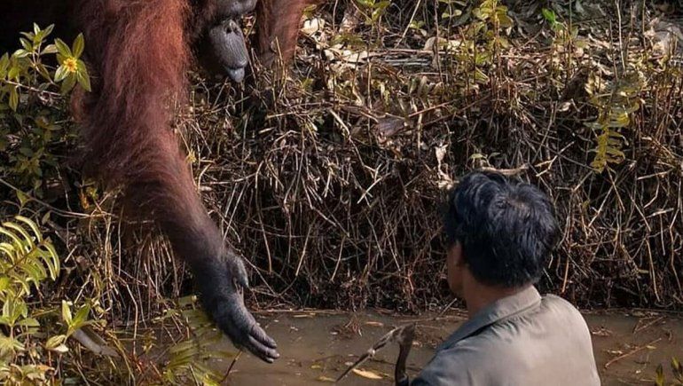 El orangután que le tendió la mano a un trabajador