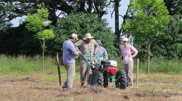 La riqueza florística del NEA es estudiada, conservada y utilizada con fines de mejoramiento genético de forrajeras por distintos equipos del IBONE. FOTO: CONICET Nordeste La riqueza florística del NEA es estudiada, conservada y utilizada con fines de mejoramiento genético de forrajeras por distintos equipos del IBONE. FOTO: CONICET Nordeste