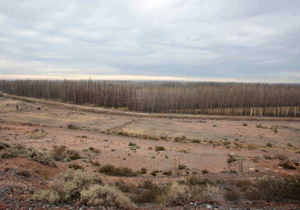 Centenario: cómo es el mapa de tierras