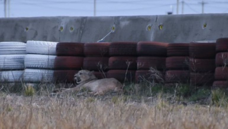 El puma se echó junto a las gomas de protección en una de las curvas del circuito. El puma se echó junto a las gomas de protección en una de las curvas del circuito. 