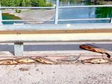 Pescadores crueles dejan tiradas las carpas en el puente del dique Ballester.