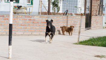 duenos de perros bajo la lupa tras otro brutal ataque duenos de perros bajo la lupa tras otro brutal ataque