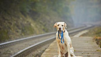 VeniVeni: la plataforma amiga que te ayuda a encontrar a tu mascota perdida | LM Neuquen VeniVeni: la plataforma amiga que te ayuda a encontrar a tu mascota perdida