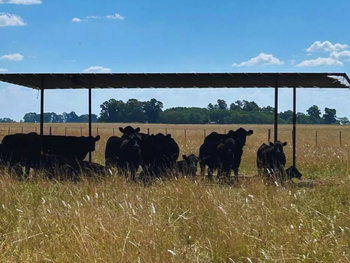 Frente a temperaturas superiores a 30 grados, el consumo de agua del ganado puede aumentar hasta 70 litros diarios.