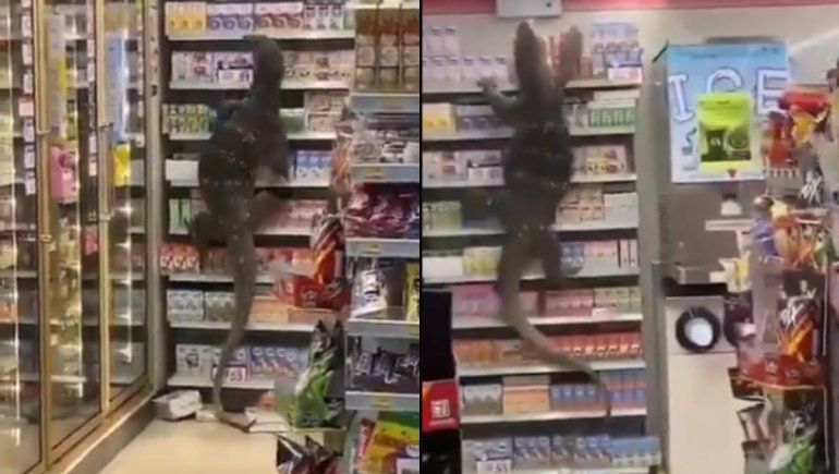 Twitter: un lagarto gigante entró a un supermercado y trepó una góndola