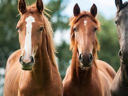 Aumentanlos controles del SENASA para contener la propagación de la enfermedad. Aumentanlos controles del SENASA para contener la propagación de la enfermedad.