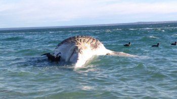 tristeza en el golfo: aparecio una ballena muerta