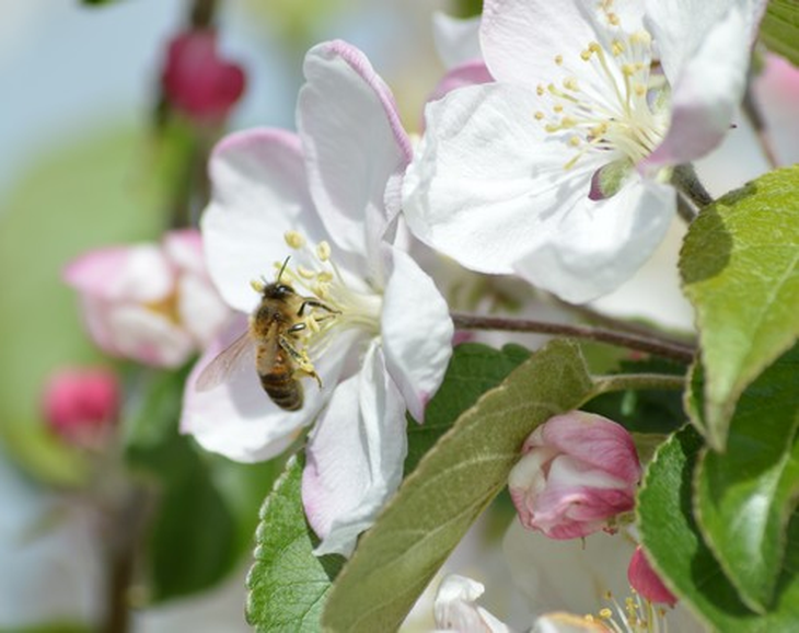 Genética argentina: Exportación récord de 34.218 abejas reinas a Dinamarca, Francia e Italia en 2025. Genética argentina: Exportación récord de 34.218 abejas reinas a Dinamarca, Francia e Italia en 2025.