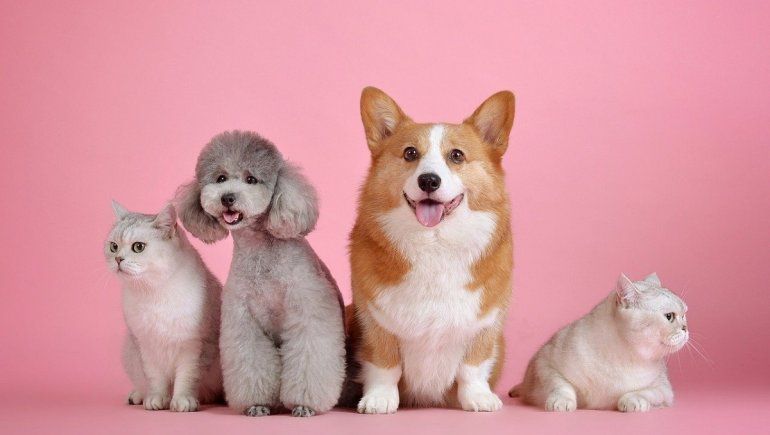 Conocé cuál es el significado de soñar con tu mascota