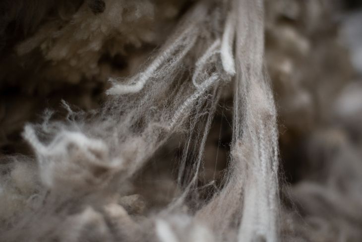 En Río Negro se obtiene una lana de alta calidad, que es lo pide el mercado internacional. El 80% sale al mercado común europeo. Foto: INTA. En Río Negro se obtiene una lana de alta calidad, que es lo pide el mercado internacional. El 80% sale al mercado común europeo. Foto: INTA.