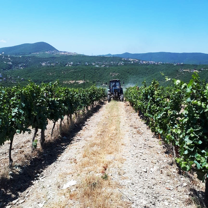 Viñedos de Krasnodar y Crimea lideran la expansión rusa con variedades locales y técnicas modernas que elevan la calidad de sus vinos. Viñedos de Krasnodar y Crimea lideran la expansión rusa con variedades locales y técnicas modernas que elevan la calidad de sus vinos.