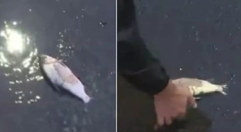 El hallazgo de un pez en la zona de Palermo le dio color a la preocupante situación que se vive por las inundaciones.