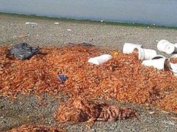 En cada temporada de langostinos, la industria pesquera de Puerto Madryn desecha unas 30.000 toneladas de cabezas de langostino (foto ilustrativa). En cada temporada de langostinos, la industria pesquera de Puerto Madryn desecha unas 30.000 toneladas de cabezas de langostino (foto ilustrativa).