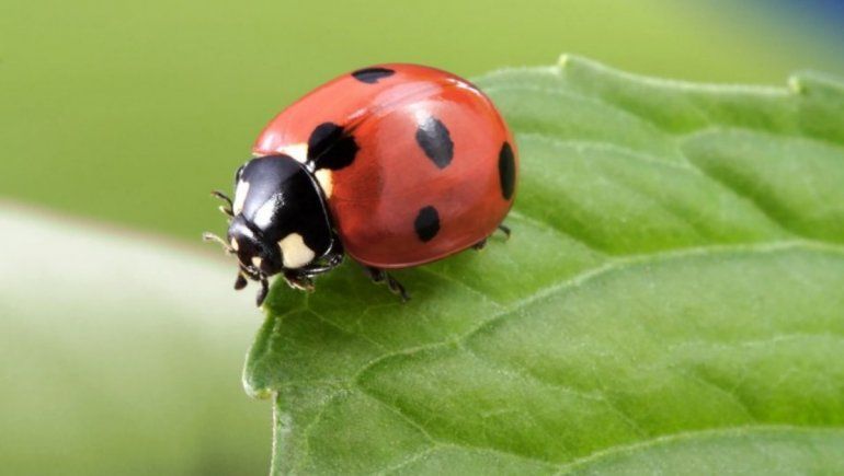 Twitter: hombre descubrió que un insecto vivía dentro de su intestino.