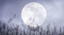 La Luna de Nieve se conoce también como Luna Brillante por su intensidad lumínica. La Luna de Nieve se conoce también como Luna Brillante por su intensidad lumínica.
