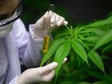 Preocupación por el aumento de casos de un extraño síndrome relacionado con el consumo de cannabis