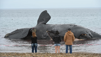 Estudio del CONICET: por qué y cómo murieron 30 ballenas y decenas de lobos marinos en Chubut. Estudio del CONICET: por qué y cómo murieron 30 ballenas y decenas de lobos marinos en Chubut.