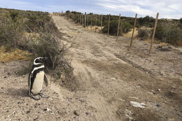 Chubut: denuncian la matanza de 300 pichones de pingüinos