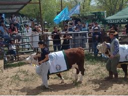 Los ejemplares Hereford se destacaron en la Expo del Alto Valle. Los ejemplares Hereford se destacaron en la Expo del Alto Valle.