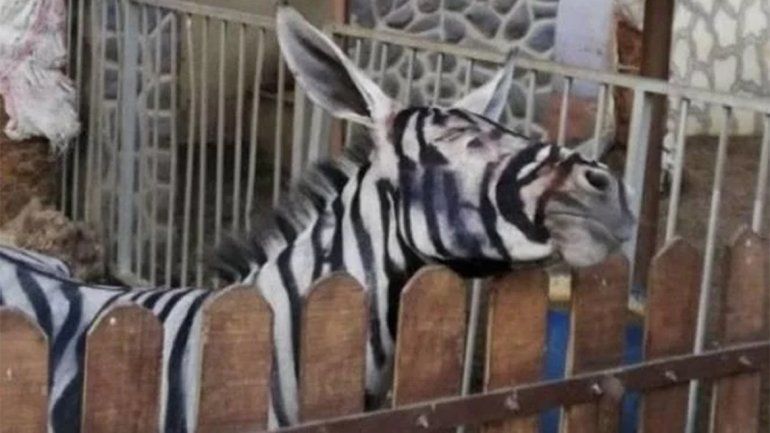 Maltrato y engaño: en un zoo le pintaron rayas a un burro para que parezca una cebra