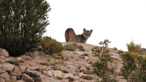 ¡Otro puma! Ahora apareció uno en un barrrio cercano al Cerro Otto