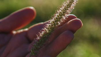 Planta adulta de buffel grass en pleno rebrote tras pastoreo: resistencia a sequía y rápido recupero en el semiárido. | LM Neuquen Planta adulta de buffel grass en pleno rebrote tras pastoreo: resistencia a sequía y rápido recupero en el semiárido.
