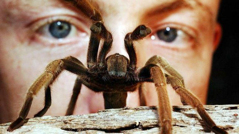 Según Sigmund Freud, el padre del psicoanálisis, todos los sueños son interpretables y nos pueden facilitar información útil sobre nuestro inconsciente.