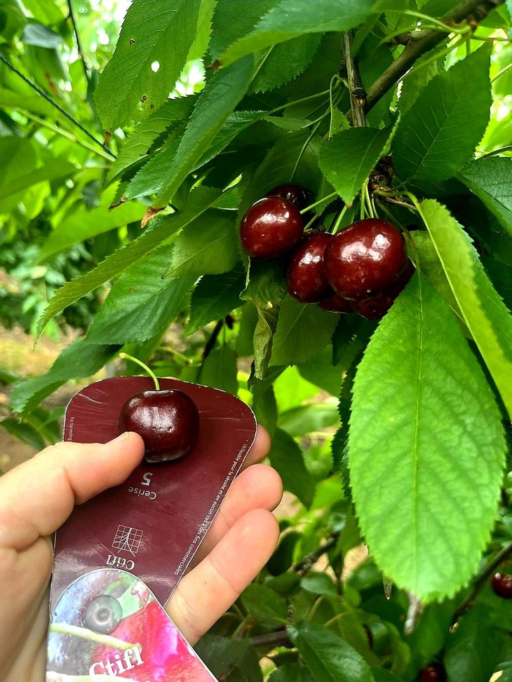Cereza de la variedad Black Rock de la presente temporada de Chile. Cereza de la variedad Black Rock de la presente temporada de Chile.