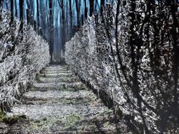 Los valles irrigados de Vaca Muerta y la Confluencia, epicentro de la producción frutihortícola de Neuquén.&nbsp;