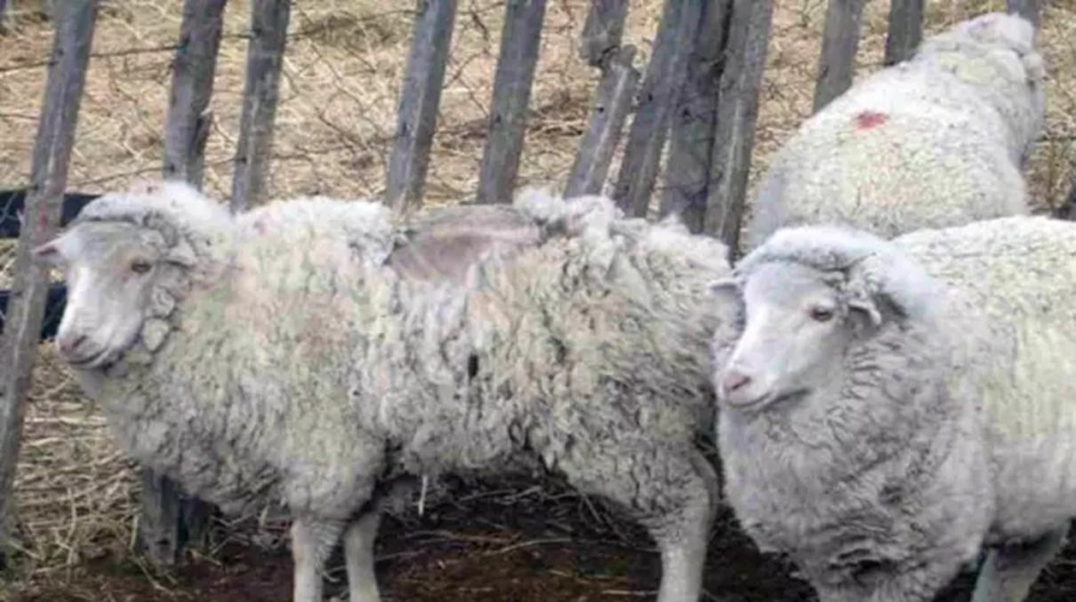 La sarna ovina avanza en Chubut y calculan que ya hay unos 100 mil animales afectados