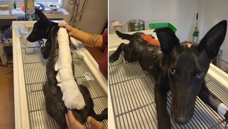 Indignante: despellejaron a un perro en la Meseta y lo dejaron abandonado