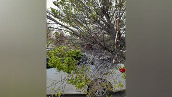 arbol-caido fuertes vientos