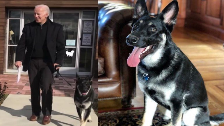 Major, el primer perro rescatado que vivirá en la Casa Blanca