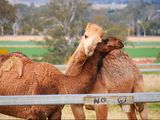 De plaga a recurso: el auge de la industria del camello en Australia