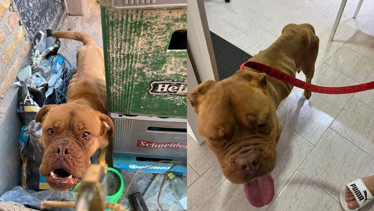 Allanamiento y un detenido en Fernández Oro por un aberrante caso de crueldad animal