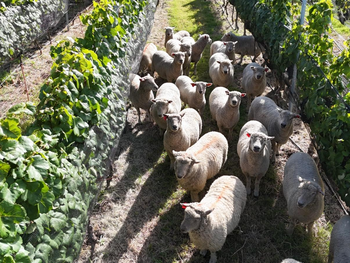 Ovejas pastoreando entre hileras de vid: el INIA validó esta práctica en la Expo Rural de Melilla 2026. Ovejas pastoreando entre hileras de vid: el INIA validó esta práctica en la Expo Rural de Melilla 2026.