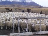 La exportación de lana argentina superó el 45% en volumen y el 30% en valor.