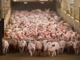 La productividad que presenta la producción de porcinos en Brasil es muy alta.&nbsp;